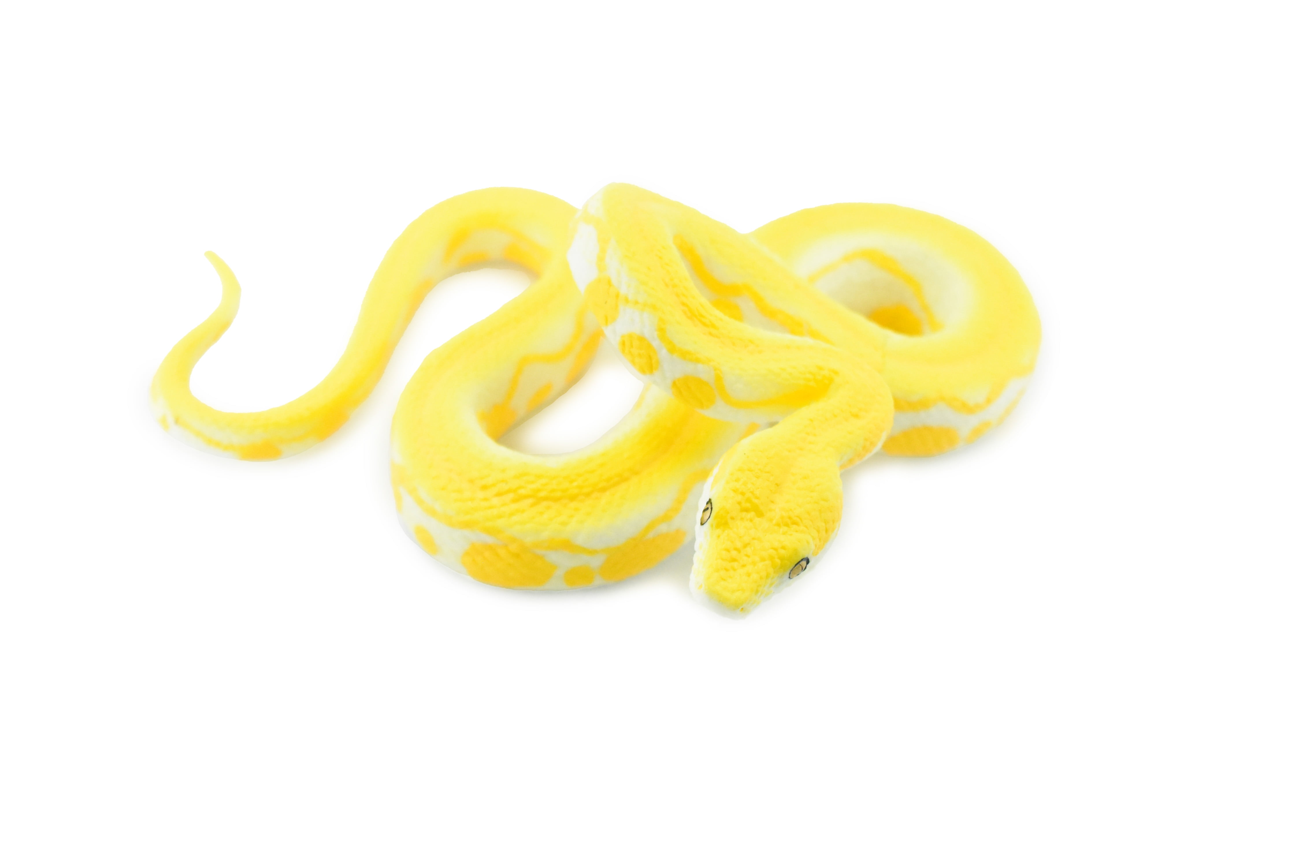 Snake, Burmese Python, Yellow, Rubber Reptile, Museum Quality, Hand ...