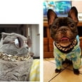 thumbnail image 3 of 1 Pce Chaîne Réglable Dorée pour Chien Chat Collier Doré pour Chien Chaton Accessoires pour Animaux, 3 of 6