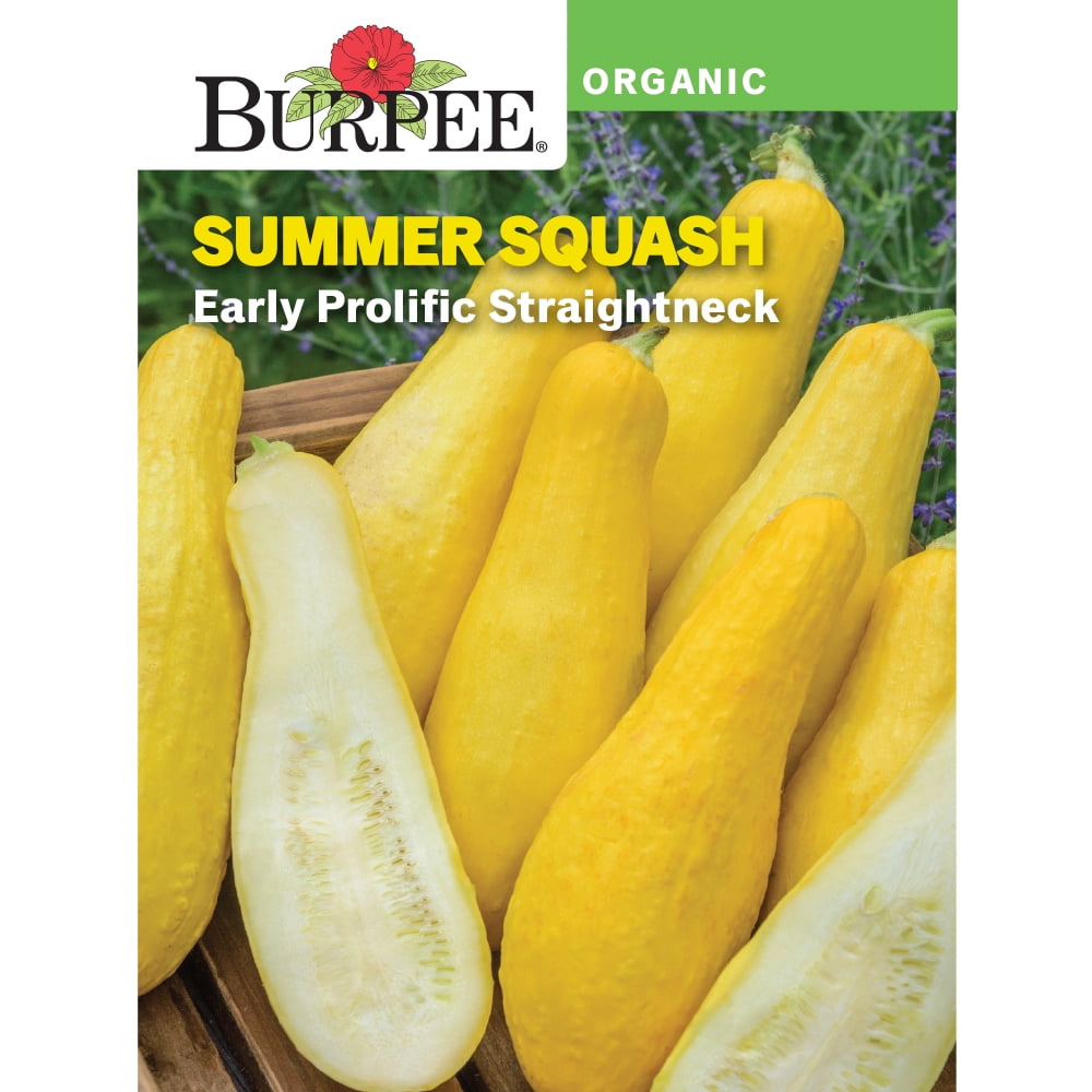 Burpee Organic Early Prolific Straightneck Summer Squash Vegetable Seed