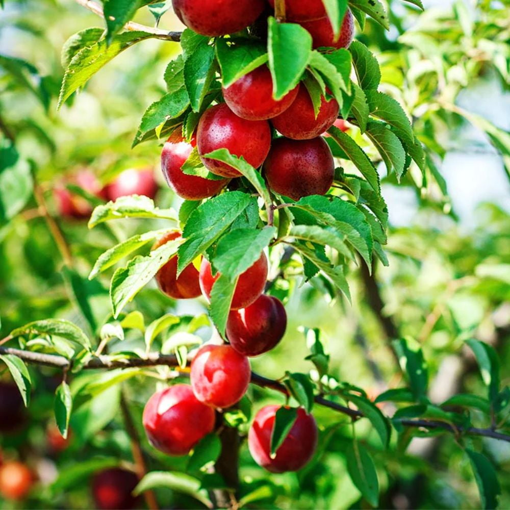 Expert Gardener 2-3 ft. tall Sun Mist Nectarine Live Tree in 5-Gallon Grower Pot