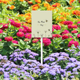 thumbnail image 3 of Eveokoki No Mow May Sign with Metal Stake 8 x 12 Inches No Mow May Yard Sign No Mow Signs Aluminum ​Garden Signs Outdoor for Lawn Yard Garden Decor, Easy to Install, 3 of 6