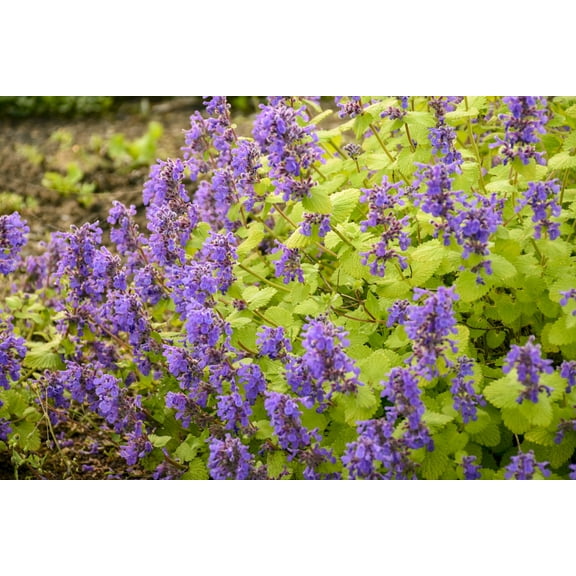 Chartreuse on the Loose Catmint Perennial - Nepeta - Quart Pot