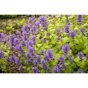 Chartreuse on the Loose Catmint Perennial - Nepeta - Quart Pot