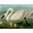 thumbnail image 2 of Audubon, John James 18x15 Gold Ornate Wood Framed with Double Matting Museum Art Print Titled - Common American Swan, 2 of 4