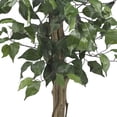 thumbnail image 3 of Arbre à Soie Ficus 3 Pieds, 3 of 6
