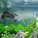 thumbnail image 3 of RS-308A 24W 12000L / H Double-head Flow Maker Pump for Fish Tank Wave Making Pump, EU Plug, 3 of 5