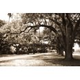 thumbnail image 2 of Alan Hausenflock 24x17 Gallery Wrapped Canvas Wall Art Titled - Charleston Oaks 9 Sepia, 2 of 4