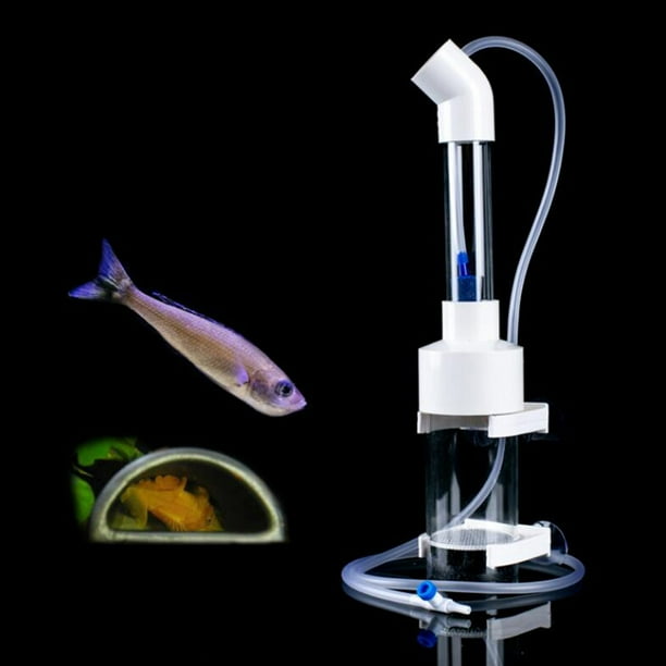 Fish egg cheap in aquarium