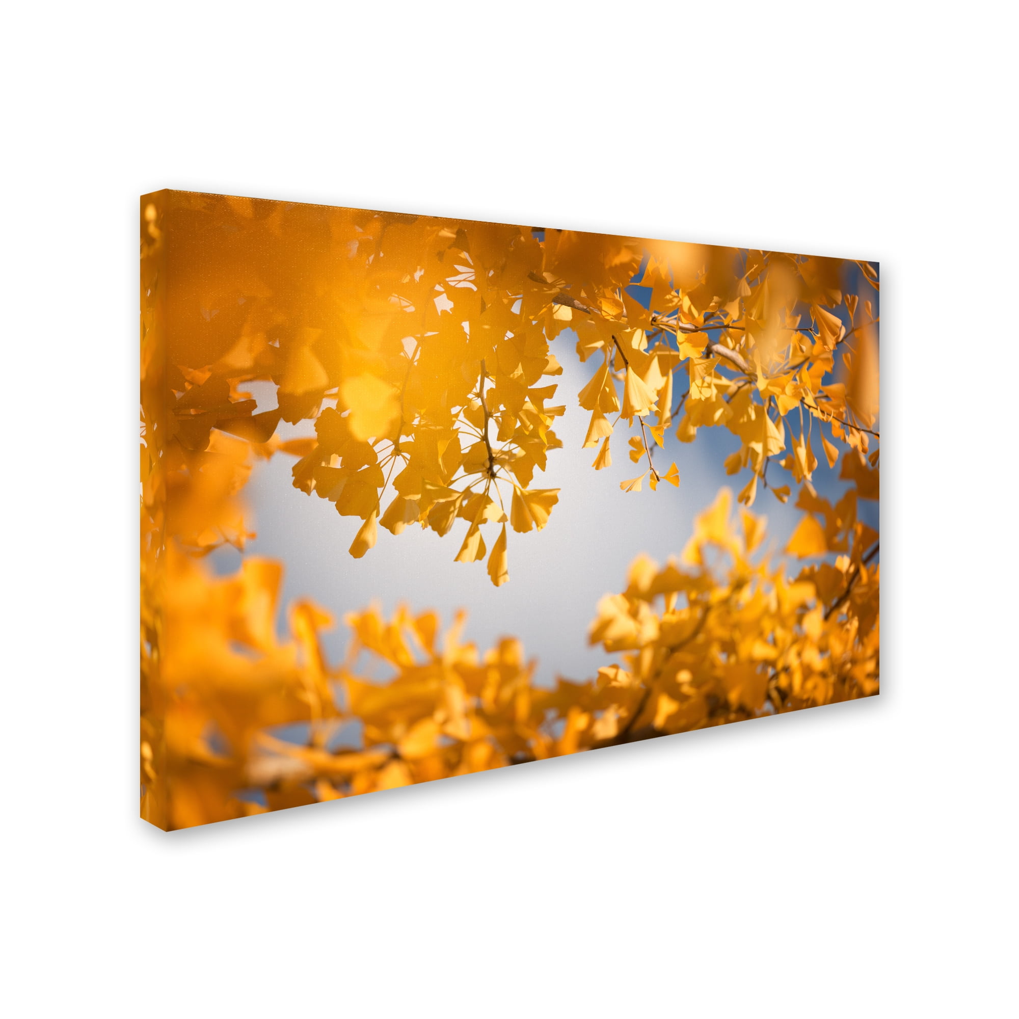 Trademark Fine Art "Ginkgophytes" Canvas Art by Philippe Sainte-Laudy