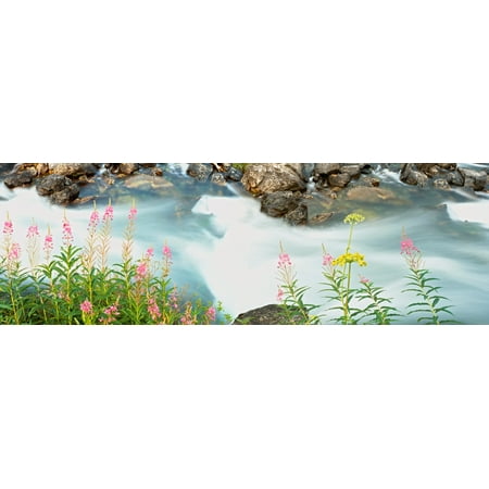 Lakeshore Collections Plants at lakeshore Lake String Grand Teton National Park Wyoming USA Canvas Art - Panoramic Images (27 x 9) ()
