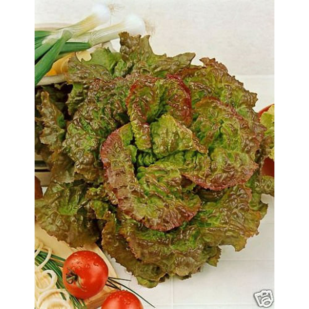 Lettuce Prizehead Great Heirloom Vegetable 1,000 Seeds