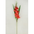 thumbnail image 1 of Gladiolus Flower Red 33 inches, 1 of 3