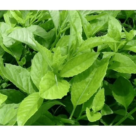 Longevity Spinach Plant Live for Planting, Gynura Procumbens Plant for Indoor Outoor 4 to 6 Inch Tall