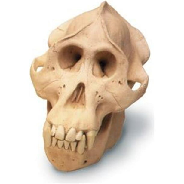 skullduggery 0209 Crâne d'Orang-outan