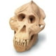 skullduggery 0209 Crâne d'Orang-outan – image 1 sur 1
