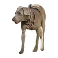 thumbnail image 2 of Halti Walking Two Tone Dog Harness, 2 of 4