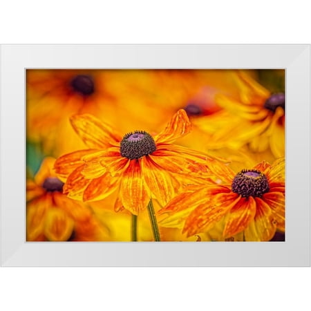 Jaynes Gallery 14x11 White Modern Wood Framed Museum Art Print Titled - USA-Colorado-Fort Collins Coreopsis flowers close-up