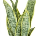 thumbnail image 5 of DecMode 25" Artificial Snake Plant in White Porcelain Pot and Gold Stand, 5 of 8