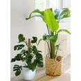 thumbnail image 4 of Tótem de coco de longitud completa de 12 "- 4 piezas Tótem de coco de musgo de coco de 12" para extensión de soporte de plantas trepadoras, plantas de interior trepadoras TUNC Sencillez, 4 of 5