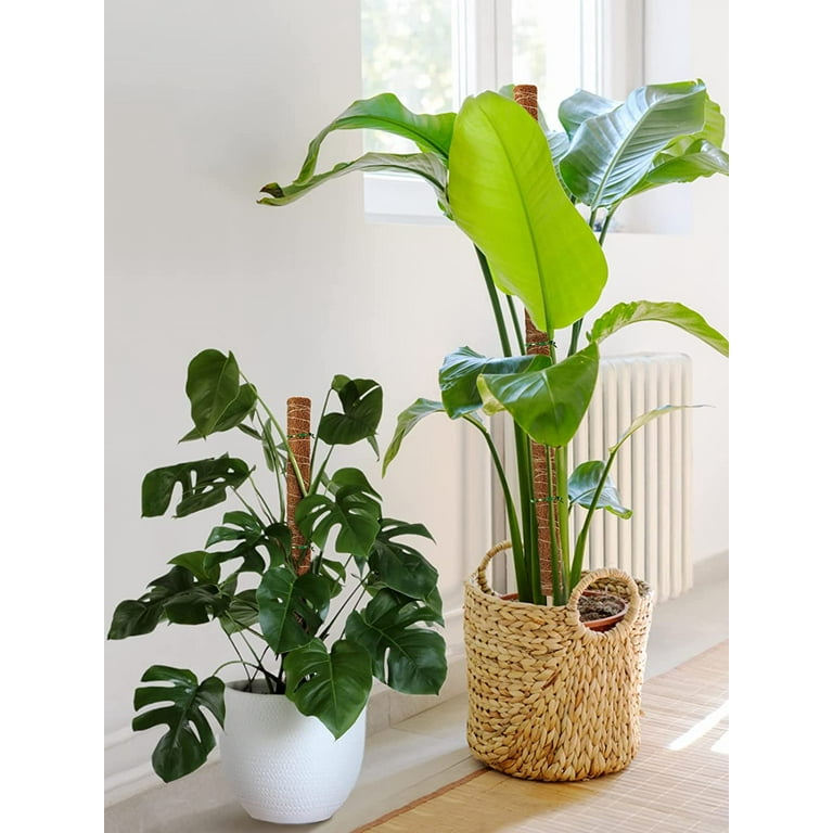 peacock prayer plant Calathea Medallion | Prayer Plants