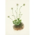 thumbnail image 3 of Mary Vaux Walcott 14x18 Black Modern Framed Museum Art Print Titled - Fringed Parnassia. Parnassia Fimbriata (1925), 3 of 5