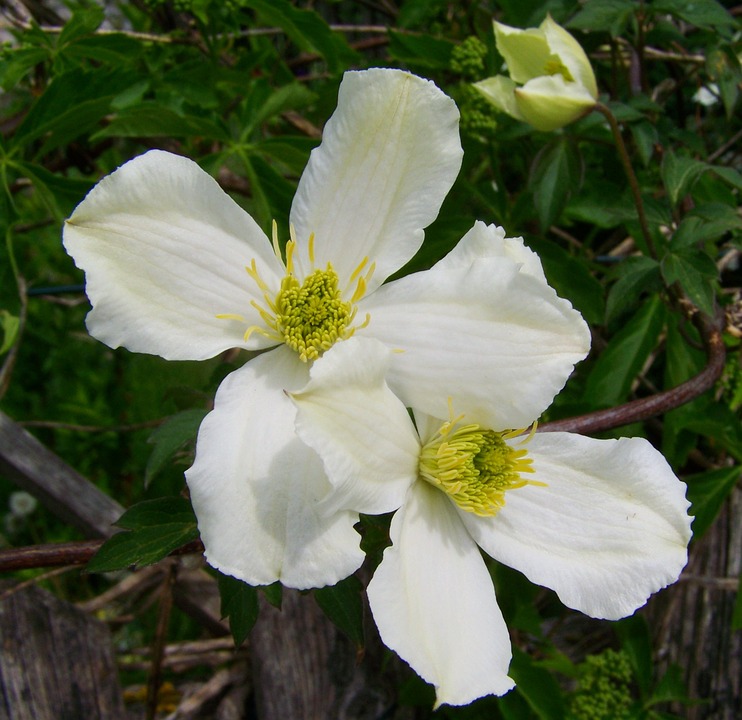 White Clematis Clematis Climbing Plants20 Inch By 30 Inch