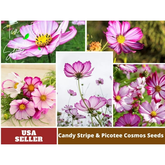 50 Seeds| Candy Stripe & Picotee Cosmos Seeds Flower Seeds For Planting | Seeds, Herbal Seeds, Flower Seeds, GMO Free, Authentic Seed #L009