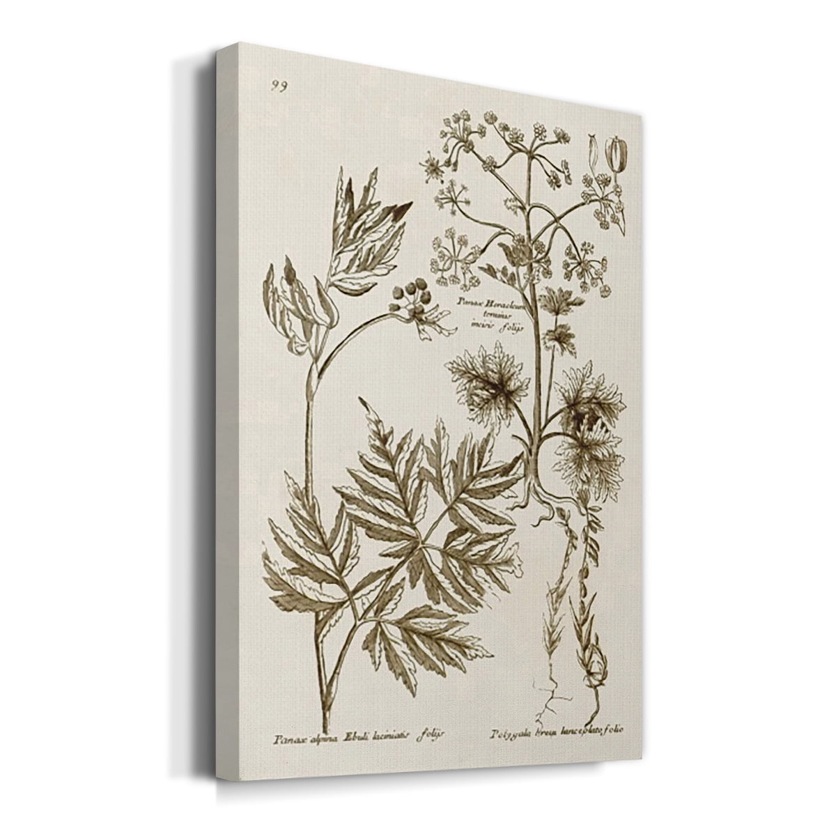 Sepia Botanical Journal III Premium Gallery Wrapped Canvas - Ready to Hang