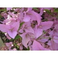 thumbnail image 3 of Bougainvillea Multi Pack - 3 Live Plants in 4 Inch Pots - Colors Chosen Based Health, Beauty and Availability - Beautiful Flowering Shrub for The Patio Or Garden, 3 of 7