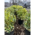 thumbnail image 3 of RedCrocus Silver King Japanese Euonymus | Evergreen Shrub for Borders, Hedges & Containers | Low Maintenance & Deer Resistant 3 Gallon, 3 of 18