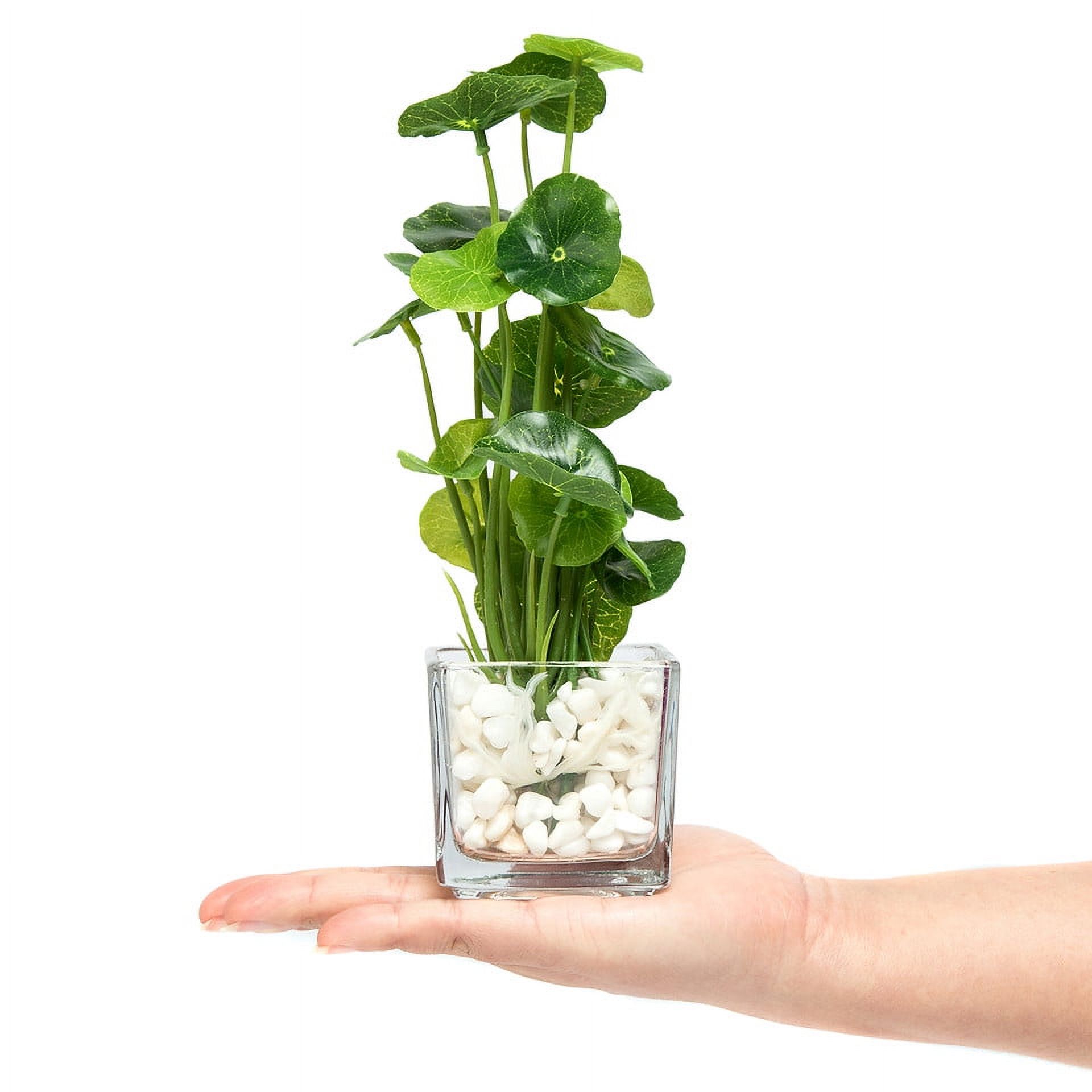 K-Cliffs Set of 3 Faux Plants in Clear Glass Pots w/ Decorative White Stones. 2.75”W x 2.75”L x 2.5”H (Pot) 2.75”W x 2.75”L x 9.4”H, 2lbs