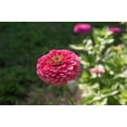 thumbnail image 2 of TomorrowSeeds - Rose Pink Zinnia Seeds - 3000+ Count - For 2026 Planting Heat-Tolerant Long-Lasting, 2 of 3