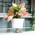 thumbnail image 3 of Transparent Plastic Self Watering Planter Automatic Water Absorption for Indoor & Outdoor Plants, 3 of 7