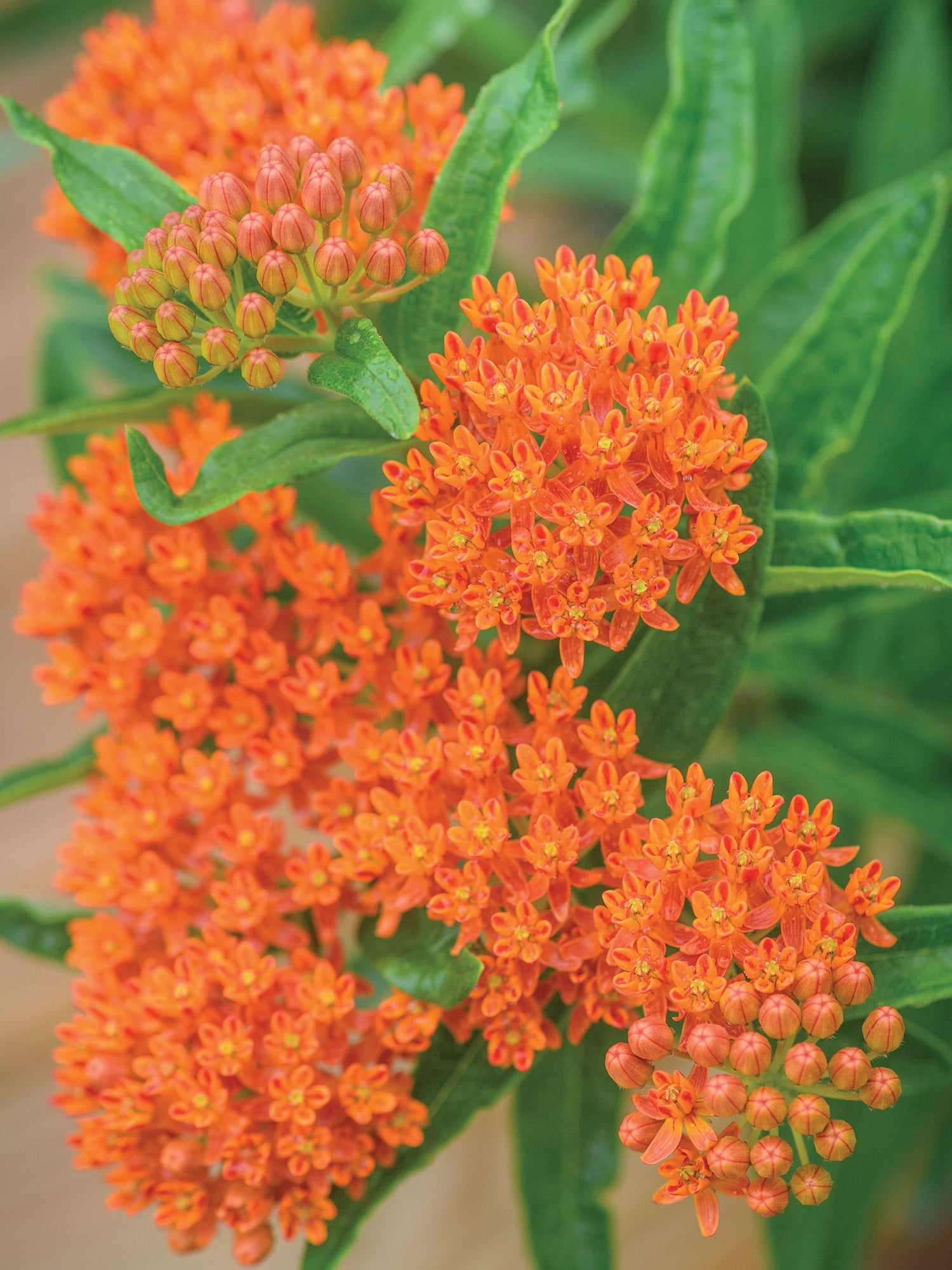 Burpee Asclepias Tuberosa Butterfly Weed Seed, Perennial Flower, Full Sun