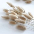 thumbnail image 1 of 100pcs Dried Natural Oval Lagurian Flowers for Home Decor, 1 of 4