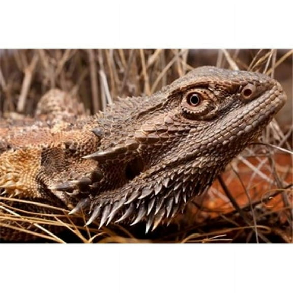 Australia Central Bearded Dragon Lizard Outback Poster Print by Paul Souders - 29 x 19 in.