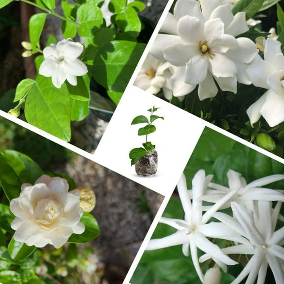 Set 2 White Jasmine Plants Live 4-8 Inches Tall, Fragrant Jasmine Plant Live for Indoor and Outdoor Gardening
