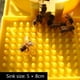 thumbnail image 2 of Alimentador De Apicultura Alimentador de apicultura, bebedero ligero para abejas, suministros para apicultor, 2 of 8
