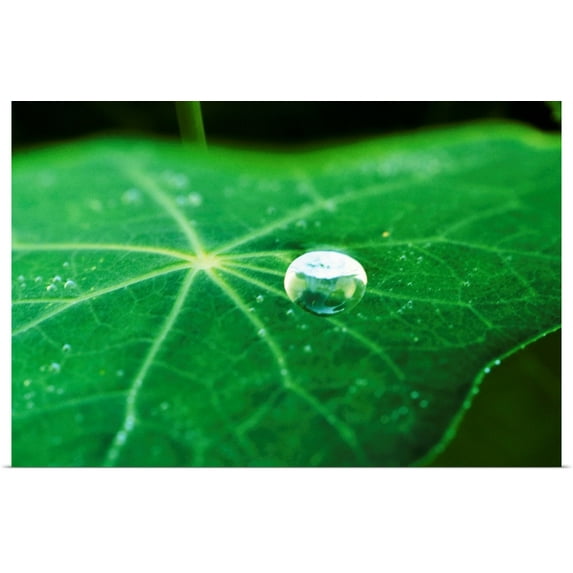 Great BIG Canvas | Rolled Bob Stefko Poster Print entitled A Single Drop I