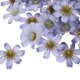 thumbnail image 4 of de seda artificial 100 Piezas Cabeza de Flor Artificial Margarita de Seda Decoración de La Boda Azul, 4 of 9