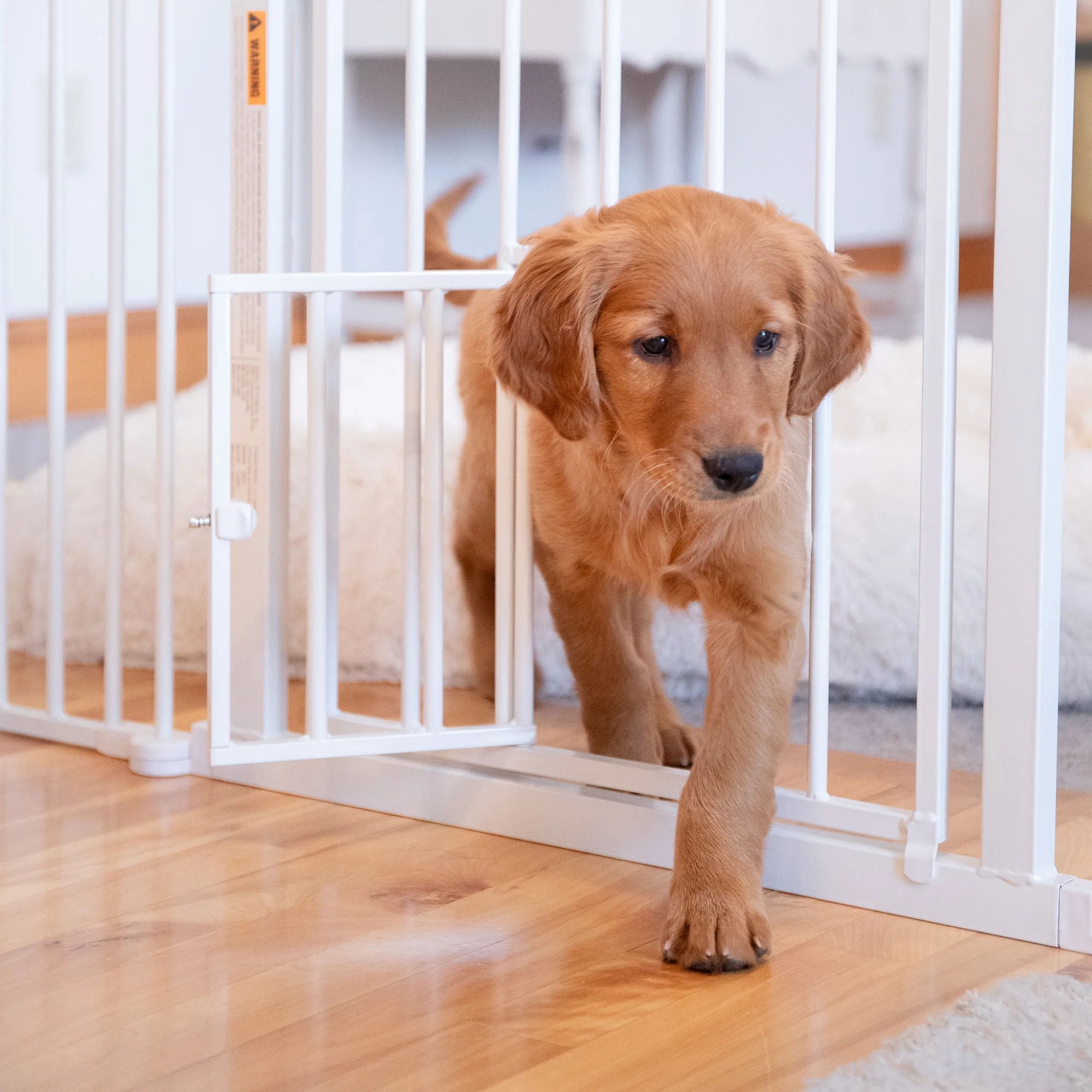 Carlson Pet Products 2-in-1 Super Wide Pet Pen and Gate