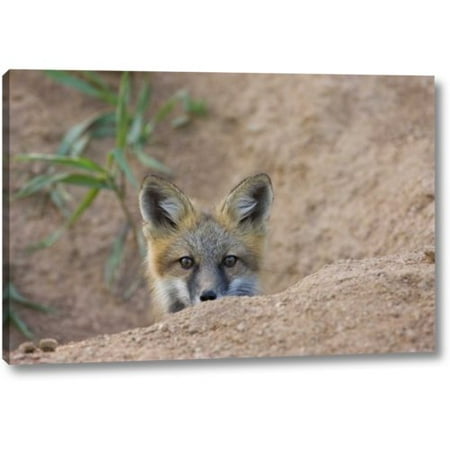 Millwood Pines 'Colorado, Pike NF Shy Red Fox Kit Near Den Site' Photographic Print on Wrapped