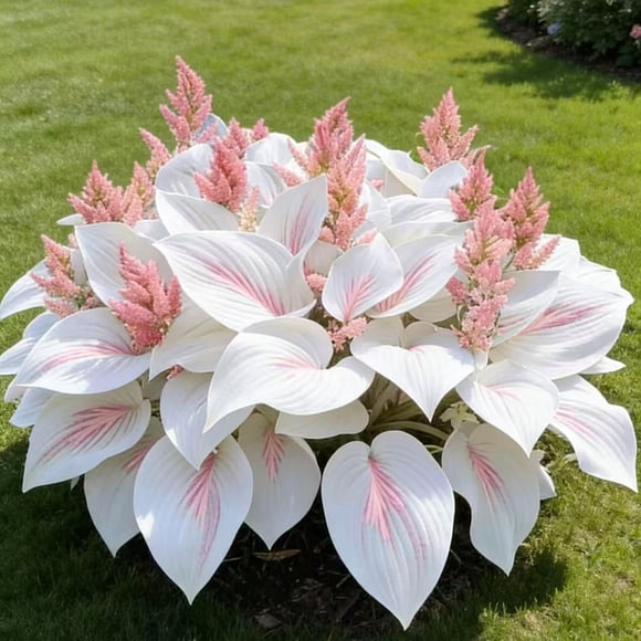HIGHGW Hosta Seeds 200 or 400- Create a Lush Garden, Mottled Leaves and an Oasis of Easy-Grow Perennial Seeds. Used for Outdoor and Container Garden Planting. (White,200)