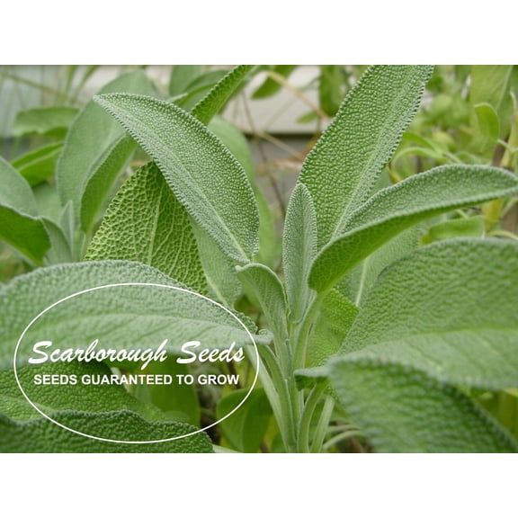 Scarborough Seeds 100 Sage Flower Seeds, Deer Resistant