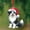 Border Collie Acrylic Ornament 1, variant on Australian Shepherd Christmas Ornament 2025, Personalized Aussie Dog Acrylic Ornament, Custom Gift for Aussie Mom or Dad, Australian Shepherd Shaped Ornaments, Dog Lover Gifts, Christmas Tree Decor