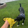 thumbnail image 3 of SmartPetLove Peluche Chiot Câlin - Jouet Chien Jaune Résistant aux Perforations, 3 of 4
