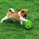 thumbnail image 5 of Juguete para perros pequeños, medianos y grandes - Juguetes interactivos para cachorros - Pelota de entrenamiento - Pelota segura, divertida, con sonidos y que habla, 5 of 5