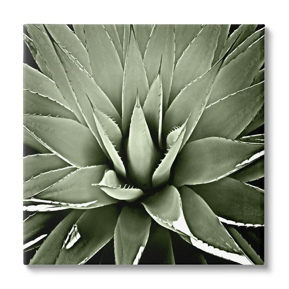 Stupell Industries Succulent Plant Lush Leaves Botanical & Floral Painting Gallery Wrapped Canvas Print Wall Art