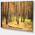 thumbnail image 2 of Belle Forêt de Pins au Coucher du Soleil - Art Moderne sur Toile, 2 of 4