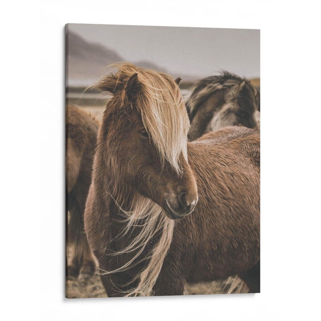 Cuadro decorativo - Habitante Islandés, Emmanuel Ramírez 60x80 Canvas Lab Animales, Caballos, Naturaleza, Animales y naturaleza,